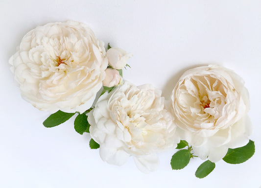 Is White Rose Your Herbal Bar?