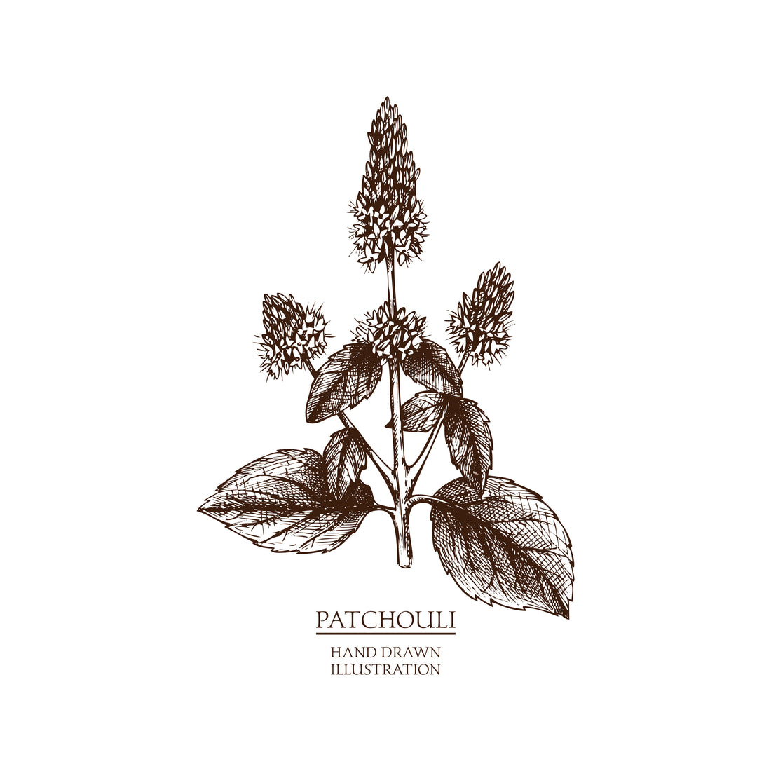 GRANDMA’S HERBAL ENCYCLOPEDIA: White Patchouli
